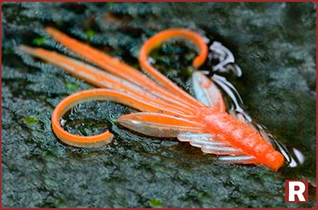 Нимфа Redbass 53мм, 5шт, orange/silver - фото 6603